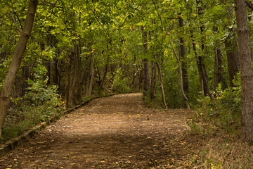 Obraz premium path in the forest