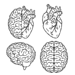 Realistic human heart half and brain line art vector. Psychological or heart disease, mental health issues, logic and emotion priority concept