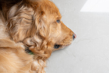 A serene side profile of a golden retriever lying down on the floor, capturing the peaceful and calm demeanor of the dog at home