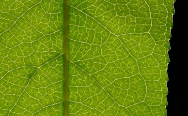 Macro of green leaf, veins and structures visible.  Vertical orientation of main stem.