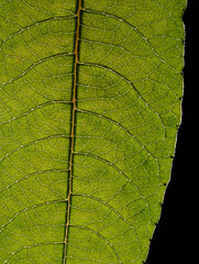 Macro of green leaf, veins and structures visible.  Edge of leaf with black background visible on right side of frame.