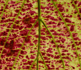 Macro of green and red autumn leaf, veins and structures visible.  Unusual pattern of red blotches, showing the perfect imperfection of nature. 