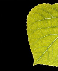 Macro of green leaf, veins and structures visible.  Jagged edge and tip of leaf with black background in frame.  Photograph that has been manipulated with AI application to make an illustration.