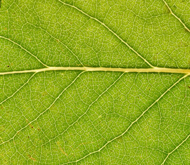 Macro of green leaf, veins and structures visible.  Horizontal orientation of main stem.