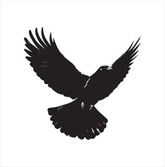 pigeon isolated on white background