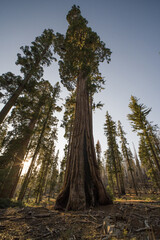 Giant sequoias at Mariposa Grove
