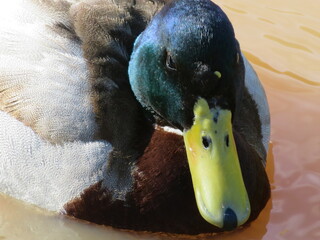 duck bird feathers beak hunting food animal flight swim © Malomalot