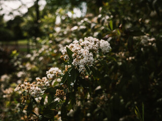 White flowers in the garden