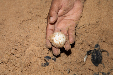 human hands hold newborn sea turtle babies in sand