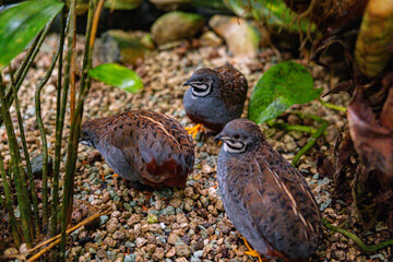 Two birds standing sideways to the camera lens and one bird looking for something in the ground