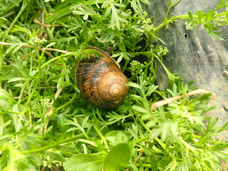 snail crawls on leaf of vegetables and eats leaves of plant, leaving holes on garden, eaten by pests, small snail on plant leaf in garden, Damage to garden plants by snails concept, macro, closeup.