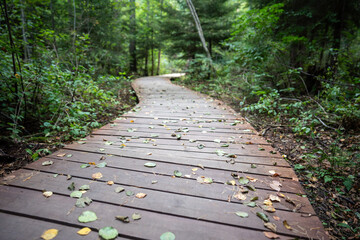 Wooden path in an autumn forest and picturesque hiking trail in Komarovo, suburb of St. Petersburg, Russia. Empty ecological trail in dense dark woodland, selective focus on fallen leaves, bottom view