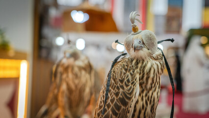 Close-Up View of Falcon with a Hood