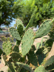 Close-up of a green cactus plant thriving in an urban environment with blurred buildings in background. Unique combination of nature and city life highlights the resilience and adaptability of plants