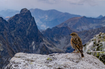 bird in the mountains