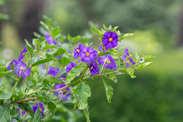 Blue potato bush (lycianthes rantonnetii) flowers in bloom