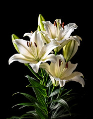 Fototapeta premium white lilies on a solid black background