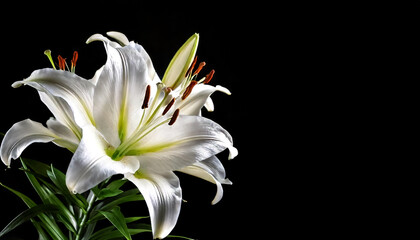 white lilies on a solid black background