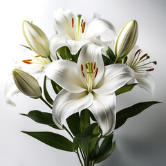 Obraz premium white lilies on a solid white background