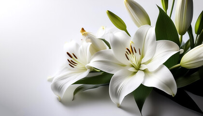 Fototapeta premium white lilies on a solid white background