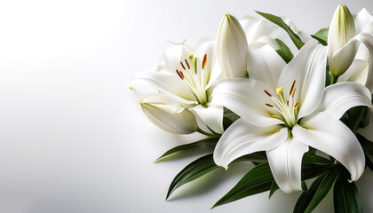 Obraz premium white lilies on a solid white background