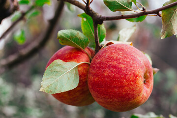 Two ripe red apples hanging from the branch of an apple tree in an orchard, on an organic fruit farm. Rural garden harvesting. Rape harvest in summer.