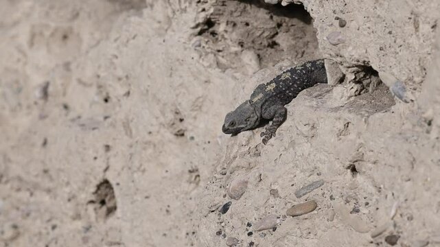 A lizard entering a sparrow's nest in the soil and a sparrow guarding its nest. Roughtail Rock Agama, Stellagama stellio