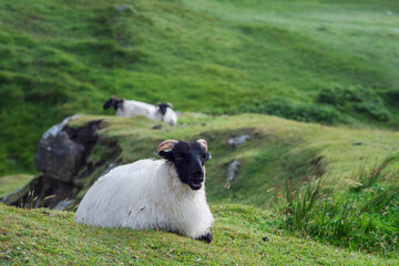 A sheep is grazing on grass in a field. The sheep has a black face and horns. The grass is green and the sheep is standing on a hill. Agriculture and farming industry