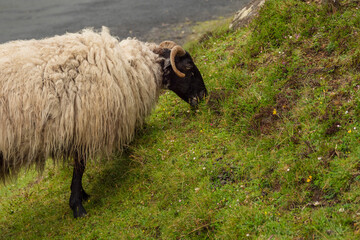 A sheep is grazing on grass in a field. The sheep has a black face and horns. The grass is green...