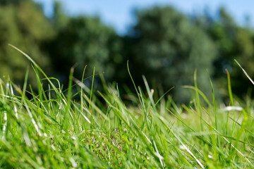 A close up of a lush green field of grass. The grass is tall and the sky is clear. Warm sunny day. Nature scene background. Tasty grass for farming and agriculture.