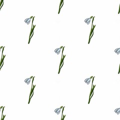Fototapeta premium Seamless Snowdrops Pattern with White Background