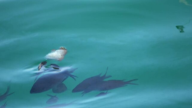 Some small tropical fish nibble on a piece of bread in the polluted waters of Valetta harbour.
