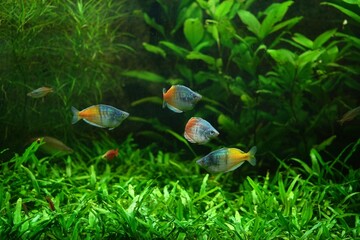 Vivid photo with aquarium fish.