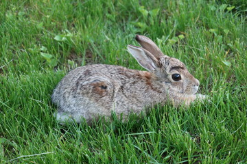 Closeup of wild cottontail rabbit on the front yard lawn