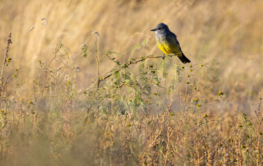 Cassin's Kingbird in selected focus against graceful, dry grasses along Forest Service Road 42 in Chiricahua Mountains of Southeast Arizona