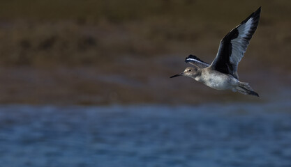 Soaring Willet flies above water of Bolsa Chica, a nature preserve at Huntington Beach, California