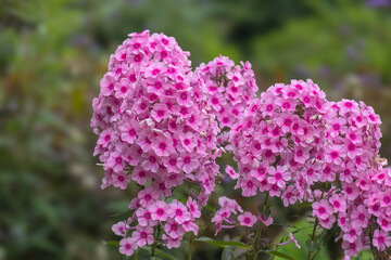 Obraz premium Flammenblume (Phlox)