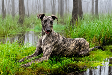 Whippet greyhound dog. Whippet greyhound