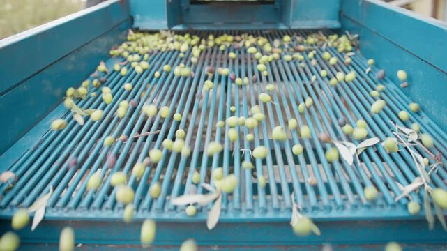 Olives collection after defoliation with a machine 