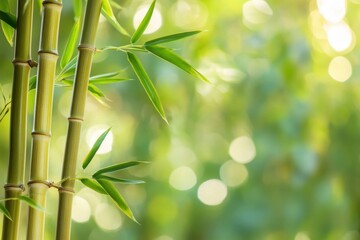 Lush bamboo in a serene forest