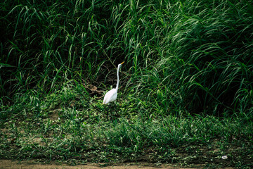 garza en el amazonas