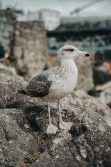 Seagull on rock in Porto, Portugal