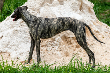 Whippet greyhound dog. Whippet greyhound