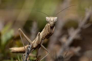 The Light Mantis is watching you