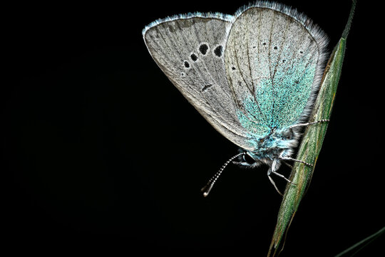 Butterfly blue alexis sits on the grass