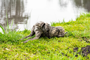 Whippet greyhound dog. Whippet greyhound