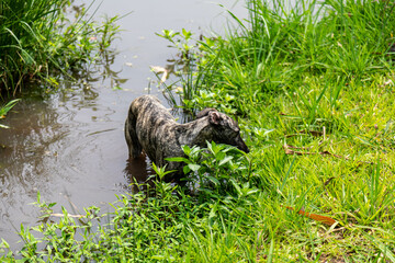 Whippet greyhound dog. Whippet greyhound