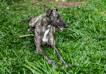 Whippet greyhound dog. Whippet greyhound