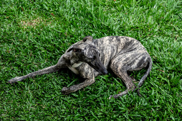 Whippet greyhound dog. Whippet greyhound