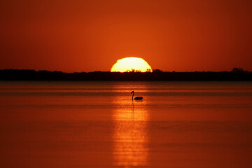 Flamingo in sunset